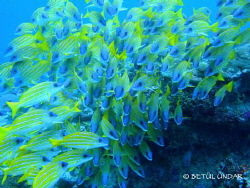 Bluestripe Snappers by Betül Ündar 